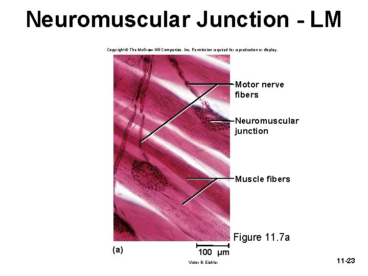 Neuromuscular Junction - LM Copyright © The Mc. Graw-Hill Companies, Inc. Permission required for