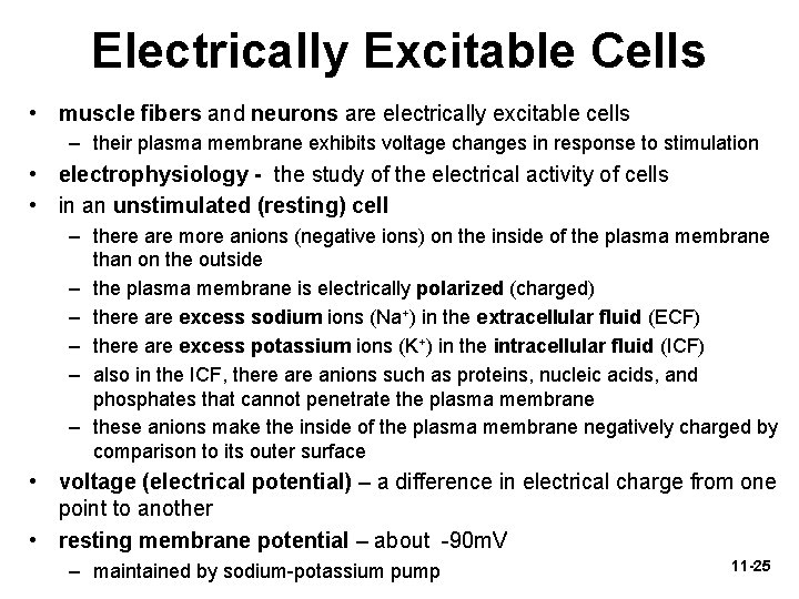 Electrically Excitable Cells • muscle fibers and neurons are electrically excitable cells – their