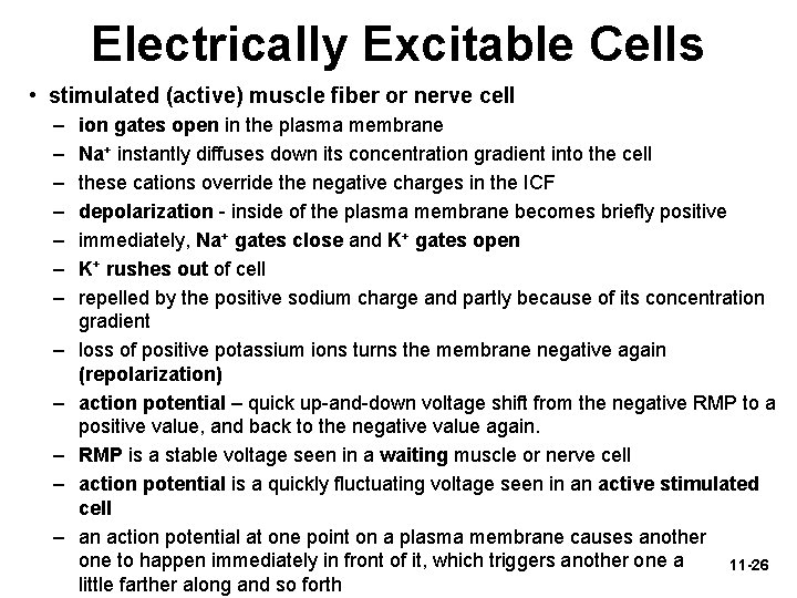 Electrically Excitable Cells • stimulated (active) muscle fiber or nerve cell – – –