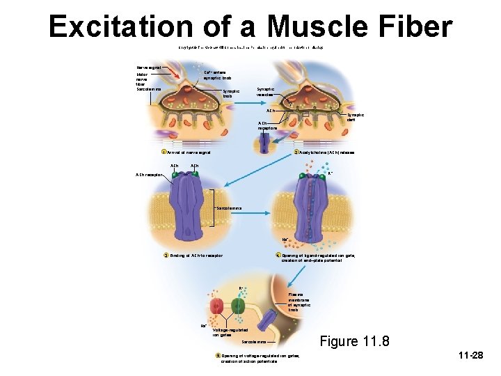 Excitation of a Muscle Fiber Copyright © The Mc. Graw-Hill Companies, Inc. Permission required