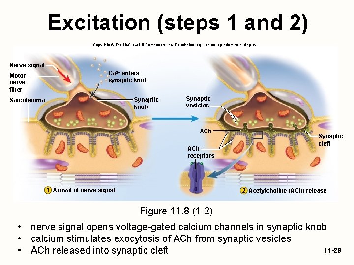 Excitation (steps 1 and 2) Copyright © The Mc. Graw-Hill Companies, Inc. Permission required