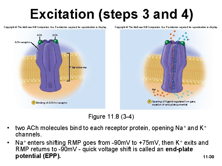 Excitation (steps 3 and 4) Copyright © The Mc. Graw-Hill Companies, Inc. Permission required