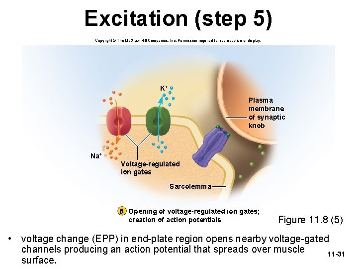 Excitation (step 5) Copyright © The Mc. Graw-Hill Companies, Inc. Permission required for reproduction