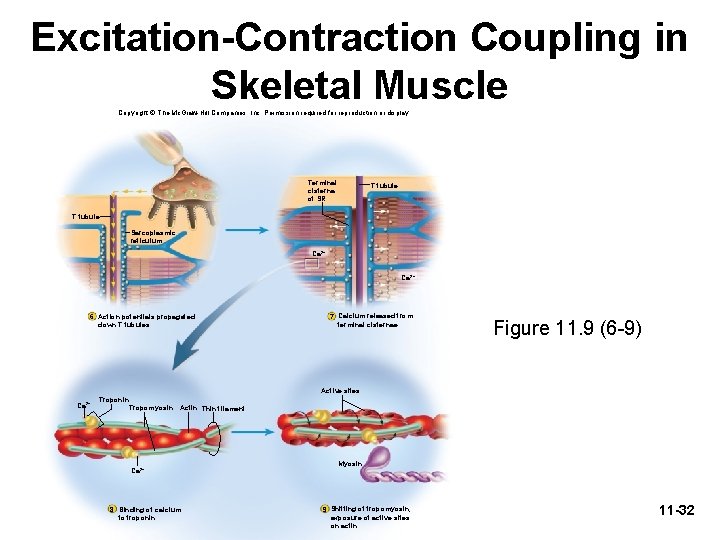 Excitation-Contraction Coupling in Skeletal Muscle Copyright © The Mc. Graw-Hill Companies, Inc. Permission required