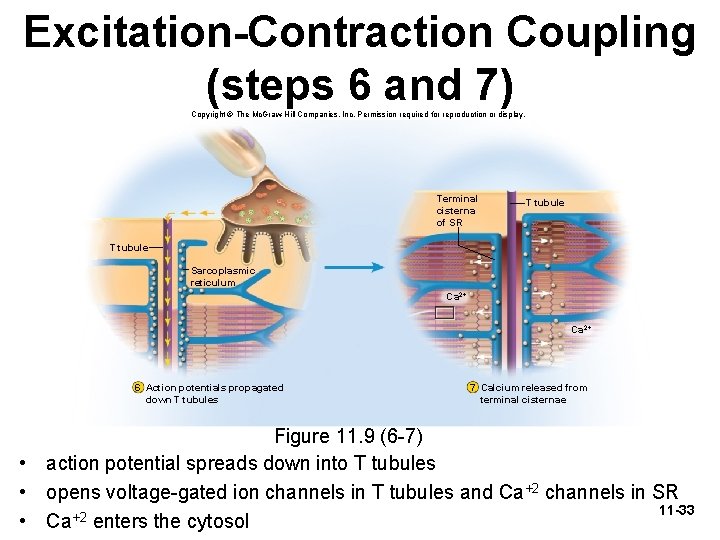 Excitation-Contraction Coupling (steps 6 and 7) Copyright © The Mc. Graw-Hill Companies, Inc. Permission