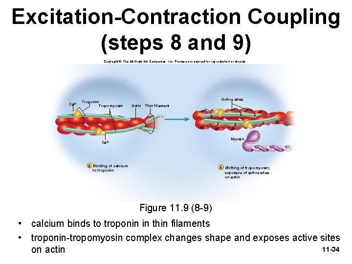 Excitation-Contraction Coupling (steps 8 and 9) Copyright © The Mc. Graw-Hill Companies, Inc. Permission