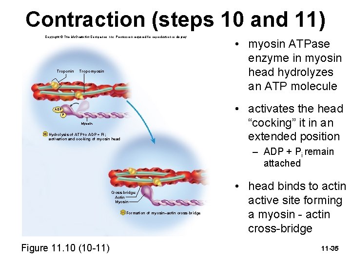 Contraction (steps 10 and 11) Copyright © The Mc. Graw-Hill Companies, Inc. Permission required