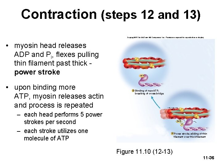 Contraction (steps 12 and 13) Copyright © The Mc. Graw-Hill Companies, Inc. Permission required