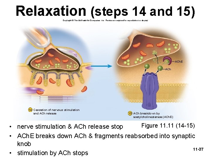 Relaxation (steps 14 and 15) Copyright © The Mc. Graw-Hill Companies, Inc. Permission required