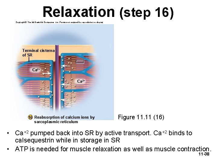 Relaxation (step 16) Copyright © The Mc. Graw-Hill Companies, Inc. Permission required for reproduction