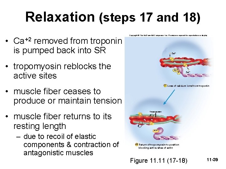 Relaxation (steps 17 and 18) • Ca+2 removed from troponin is pumped back into