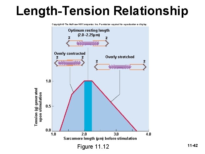 Length-Tension Relationship Copyright © The Mc. Graw-Hill Companies, Inc. Permission required for reproduction or