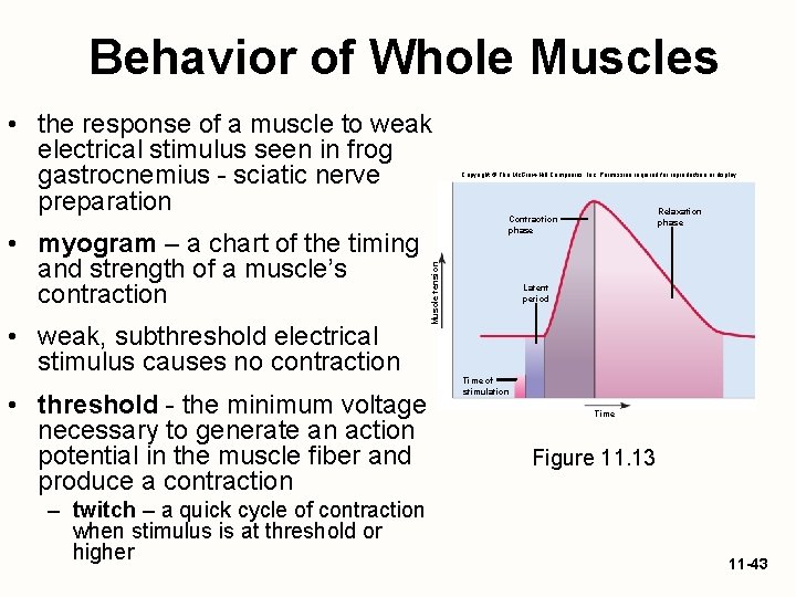 Behavior of Whole Muscles • myogram – a chart of the timing and strength