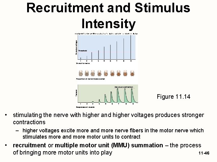 Recruitment and Stimulus Intensity Stimulus voltage Copyright © The Mc. Graw-Hill Companies, Inc. Permission