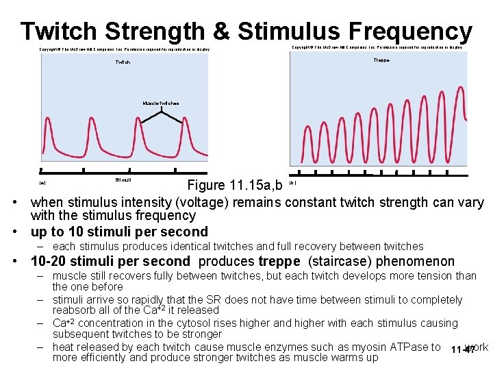 Twitch Strength & Stimulus Frequency Copyright © The Mc. Graw-Hill Companies, Inc. Permission required