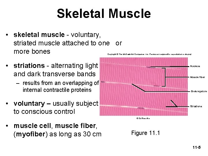 Skeletal Muscle • skeletal muscle - voluntary, striated muscle attached to one or more