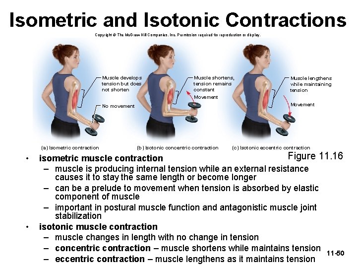 Isometric and Isotonic Contractions Copyright © The Mc. Graw-Hill Companies, Inc. Permission required for