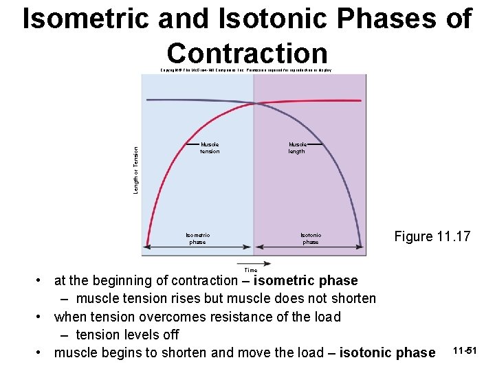 Isometric and Isotonic Phases of Contraction Length or Tension Copyright © The Mc. Graw-Hill