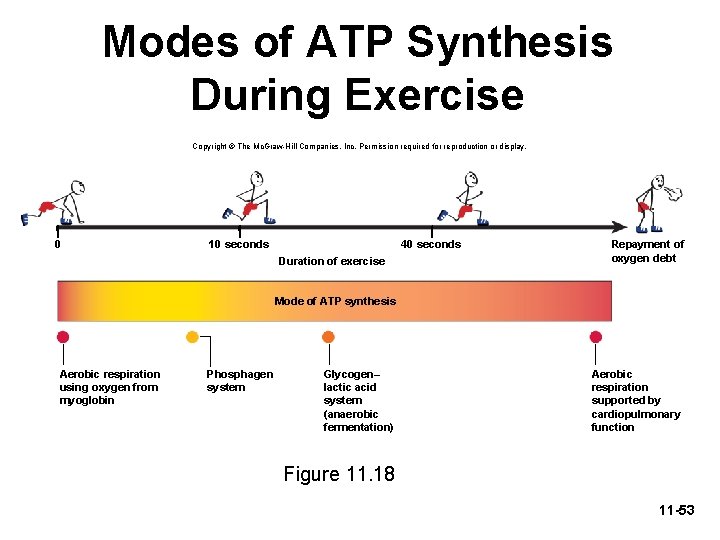 Modes of ATP Synthesis During Exercise Copyright © The Mc. Graw-Hill Companies, Inc. Permission