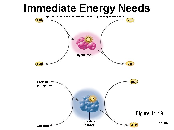 Immediate Energy Needs Copyright © The Mc. Graw-Hill Companies, Inc. Permission required for reproduction