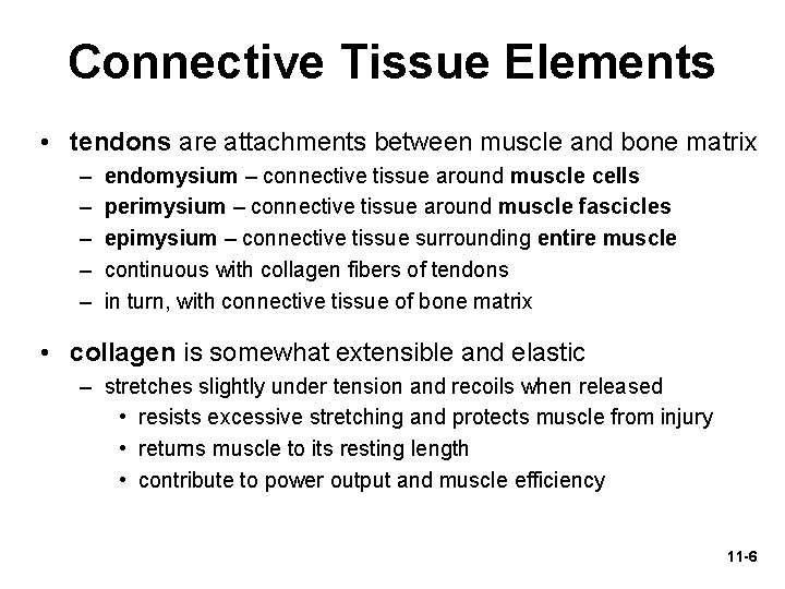 Connective Tissue Elements • tendons are attachments between muscle and bone matrix – –