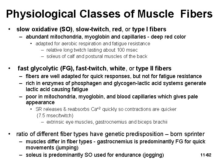 Physiological Classes of Muscle Fibers • slow oxidative (SO), slow-twitch, red, or type I