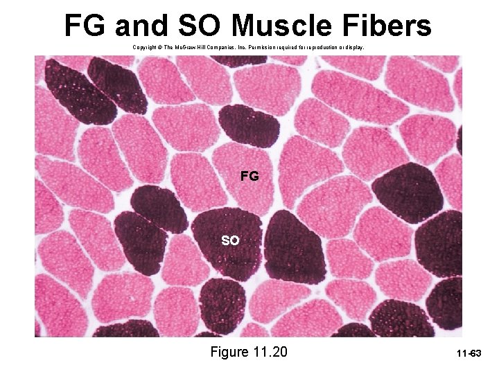 FG and SO Muscle Fibers Copyright © The Mc. Graw-Hill Companies, Inc. Permission required