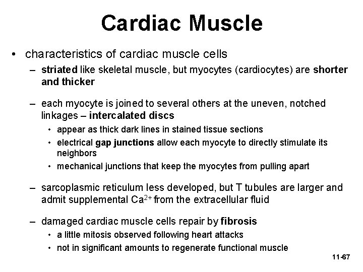Cardiac Muscle • characteristics of cardiac muscle cells – striated like skeletal muscle, but