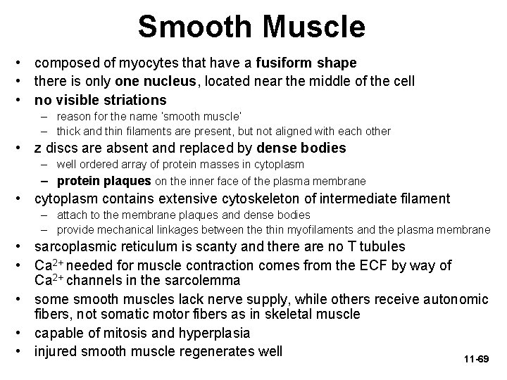 Smooth Muscle • composed of myocytes that have a fusiform shape • there is