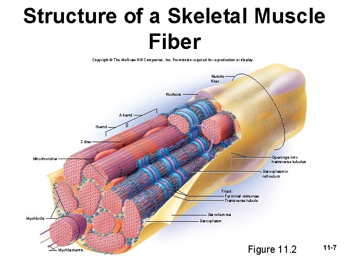 Structure of a Skeletal Muscle Fiber Copyright © The Mc. Graw-Hill Companies, Inc. Permission