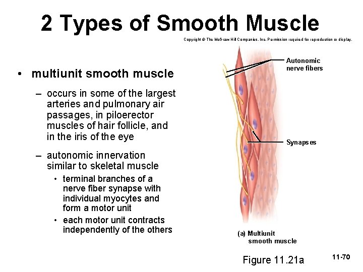 2 Types of Smooth Muscle Copyright © The Mc. Graw-Hill Companies, Inc. Permission required