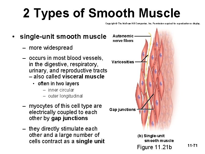 2 Types of Smooth Muscle Copyright © The Mc. Graw-Hill Companies, Inc. Permission required