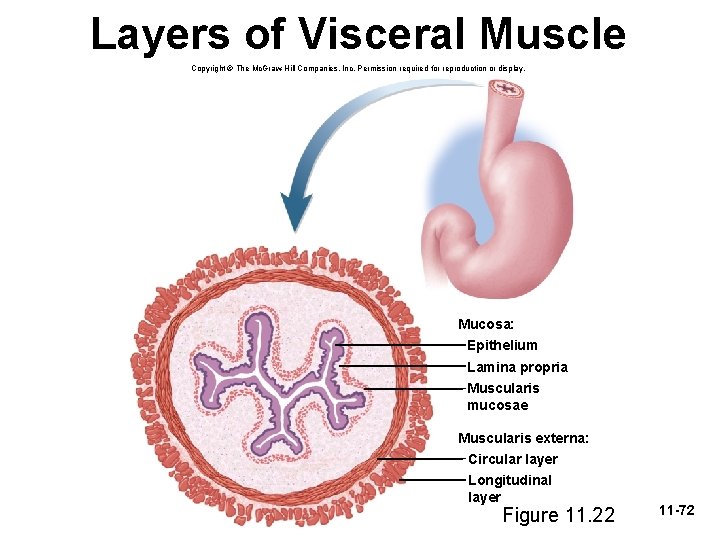 Layers of Visceral Muscle Copyright © The Mc. Graw-Hill Companies, Inc. Permission required for