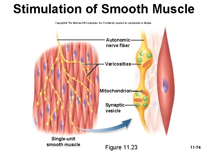 Stimulation of Smooth Muscle Copyright © The Mc. Graw-Hill Companies, Inc. Permission required for