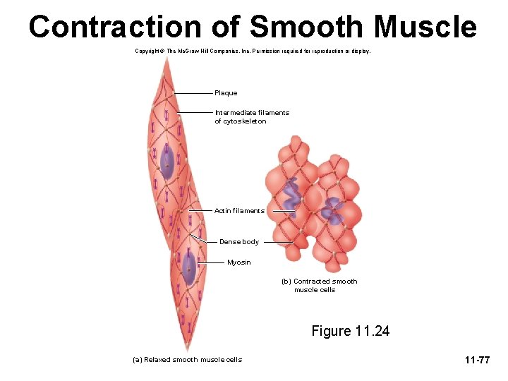 Contraction of Smooth Muscle Copyright © The Mc. Graw-Hill Companies, Inc. Permission required for
