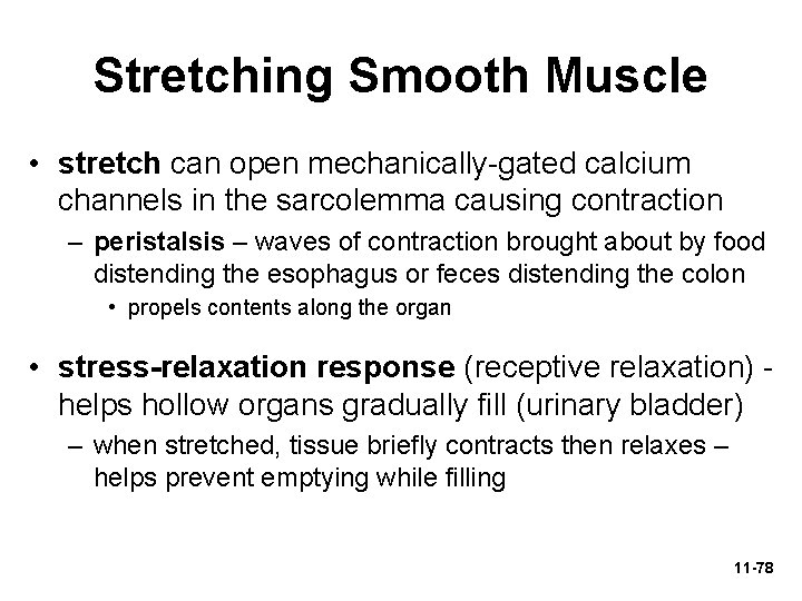 Stretching Smooth Muscle • stretch can open mechanically-gated calcium channels in the sarcolemma causing