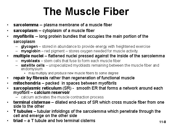 The Muscle Fiber • • • sarcolemma – plasma membrane of a muscle fiber