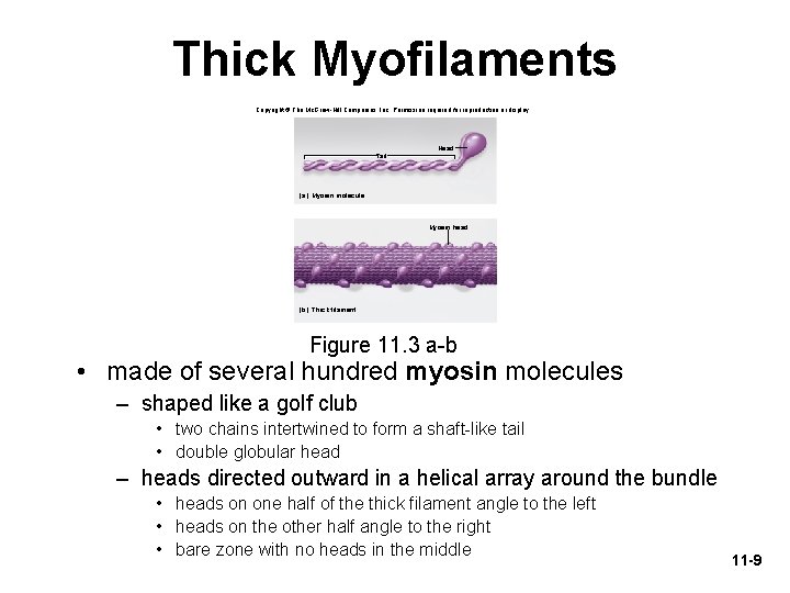 Thick Myofilaments Copyright © The Mc. Graw-Hill Companies, Inc. Permission required for reproduction or