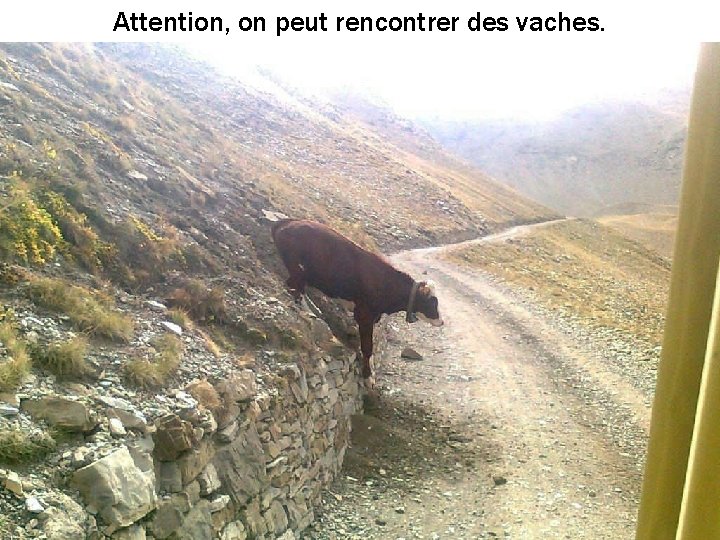 Attention, on peut rencontrer des vaches. 