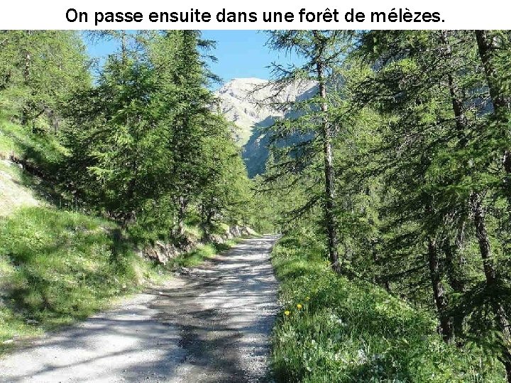 On passe ensuite dans une forêt de mélèzes. 