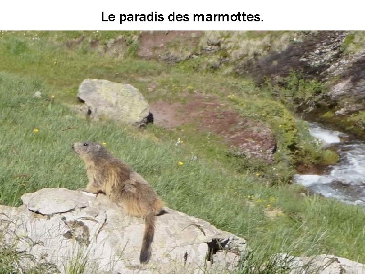 Le paradis des marmottes. 