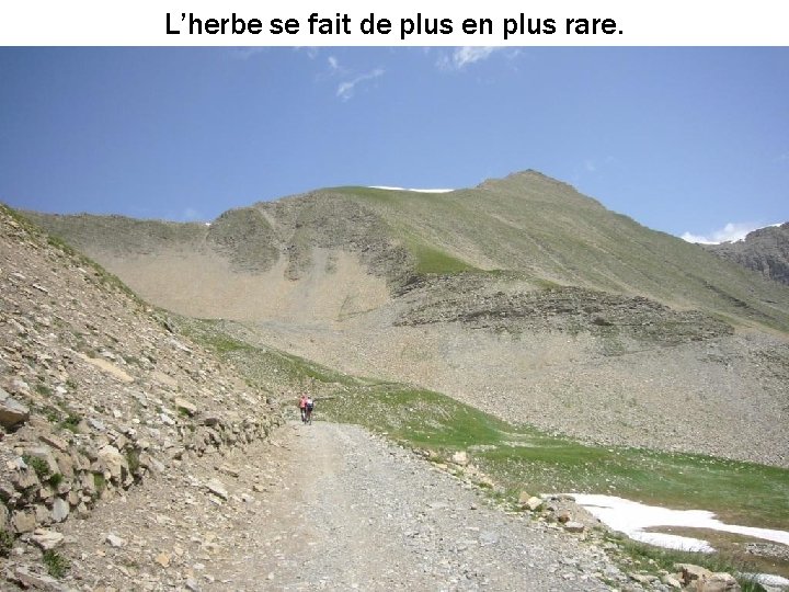 L’herbe se fait de plus en plus rare. 