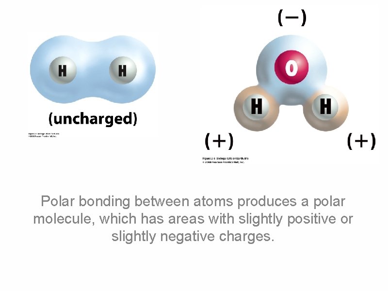 Polar bonding between atoms produces a polar molecule, which has areas with slightly positive