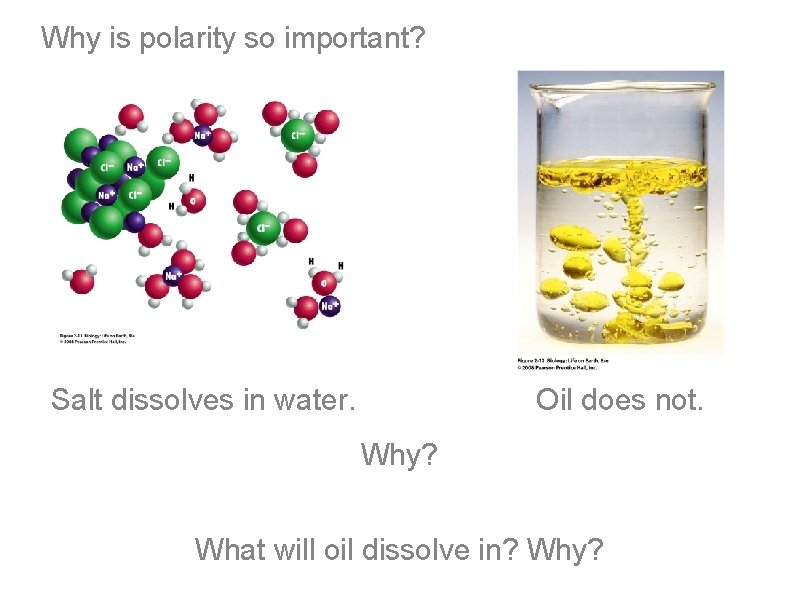 Why is polarity so important? Salt dissolves in water. Oil does not. Why? What