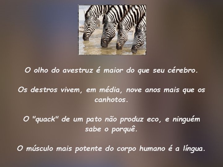 O olho do avestruz é maior do que seu cérebro. Os destros vivem, em