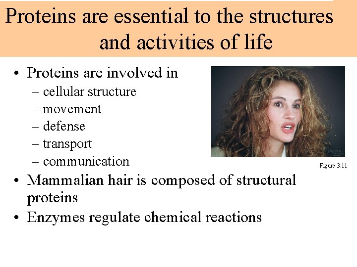 Proteins are essential to the structures and activities of life • Proteins are involved