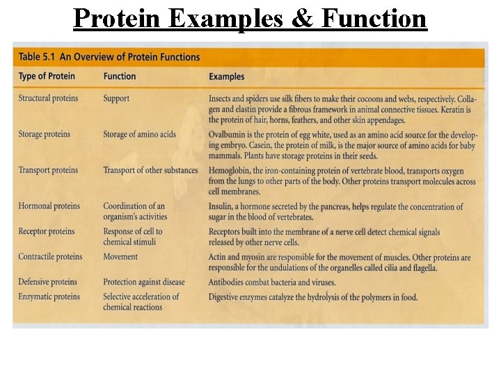 Protein Examples & Function 