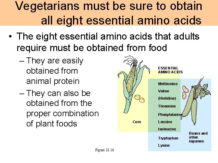 Vegetarians must be sure to obtain all eight essential amino acids • The eight