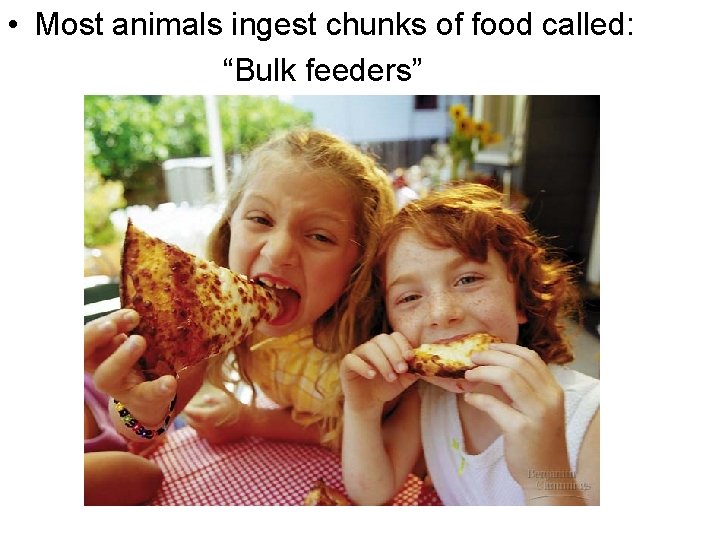  • Most animals ingest chunks of food called: “Bulk feeders” Figure 21. 1