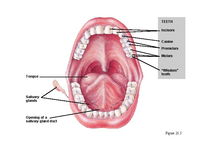 TEETH Incisors Canine Premolars Molars Tongue “Wisdom” tooth Salivary glands Opening of a salivary